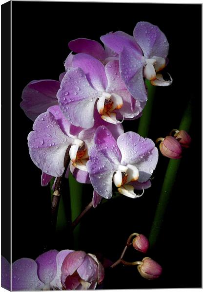 orchids on the darkside Canvas Print by Heather Newton