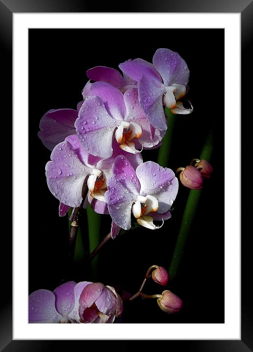 orchids on the darkside Framed Mounted Print by Heather Newton