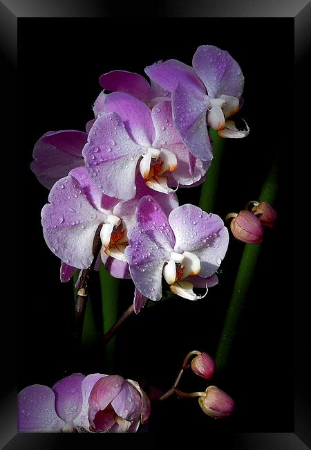 orchids on the darkside Framed Print by Heather Newton