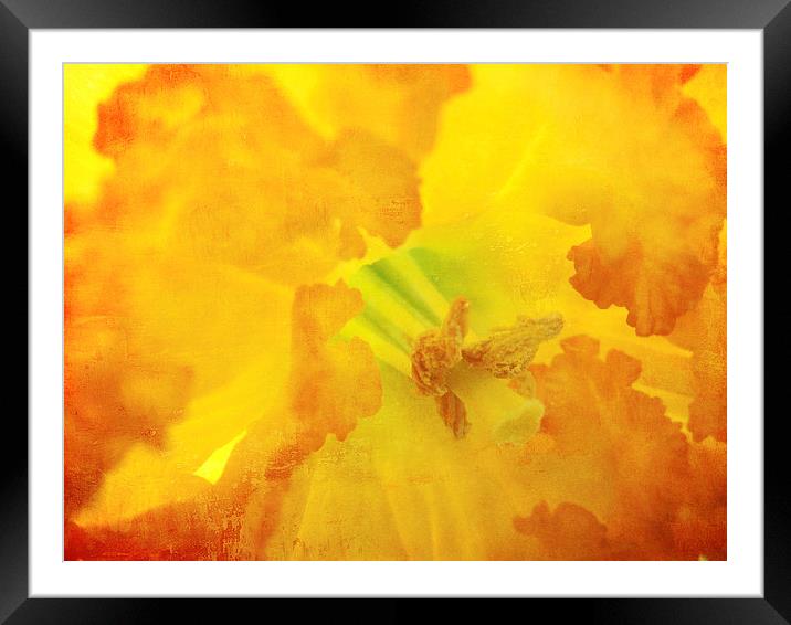fiery daffodil Framed Mounted Print by Heather Newton