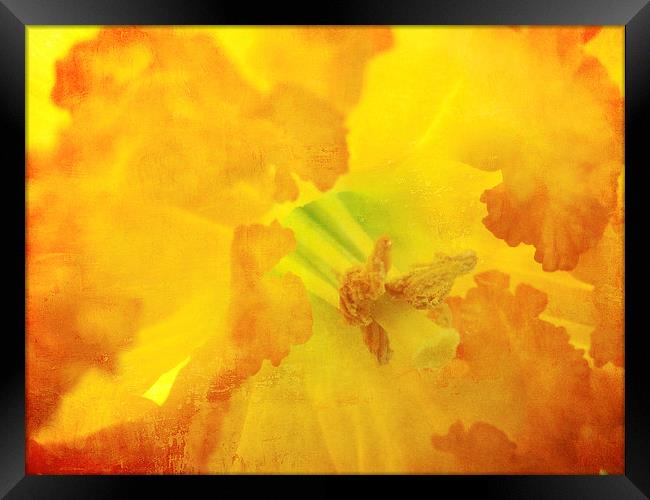 fiery daffodil Framed Print by Heather Newton