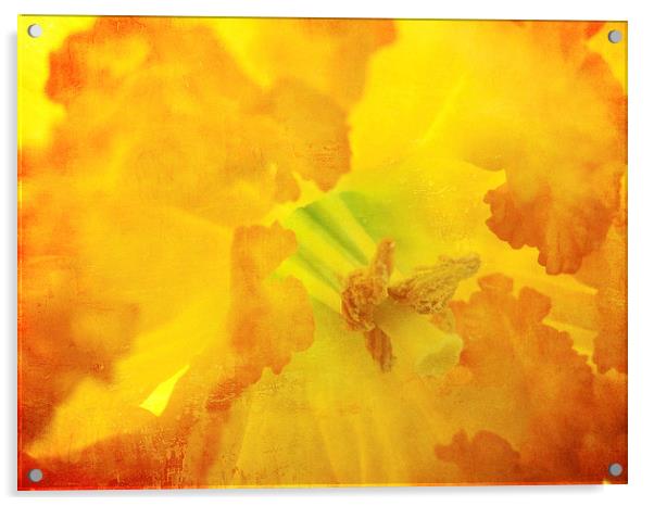fiery daffodil Acrylic by Heather Newton