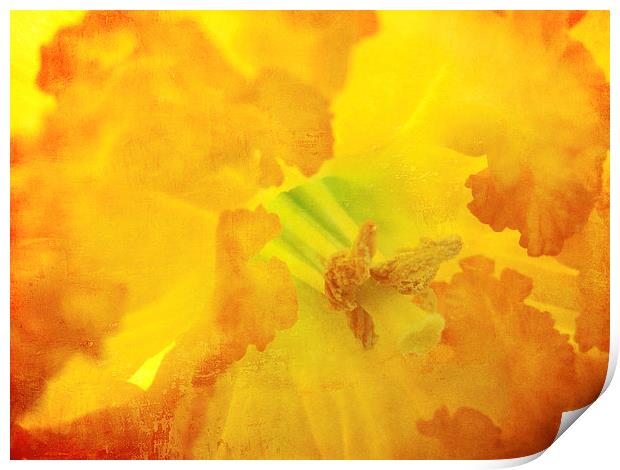 fiery daffodil Print by Heather Newton