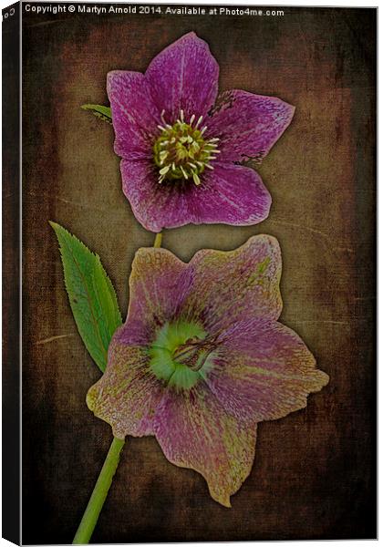 Hellebore - Christmas Rose Canvas Print by Martyn Arnold