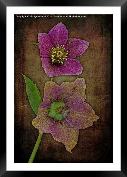 Hellebore - Christmas Rose Framed Mounted Print by Martyn Arnold