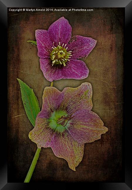 Hellebore - Christmas Rose Framed Print by Martyn Arnold