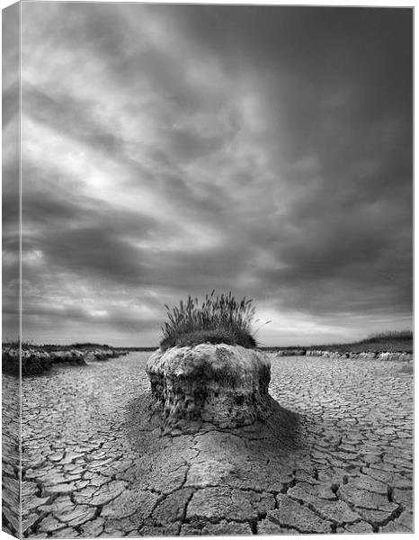 Island in the Mudflats Canvas Print by Nick Pound