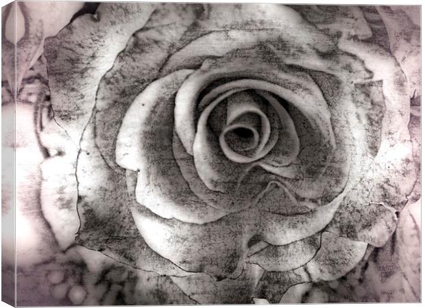 Petals Canvas Print by chrissy woodhouse