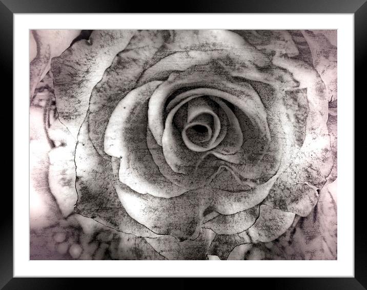 Petals Framed Mounted Print by chrissy woodhouse