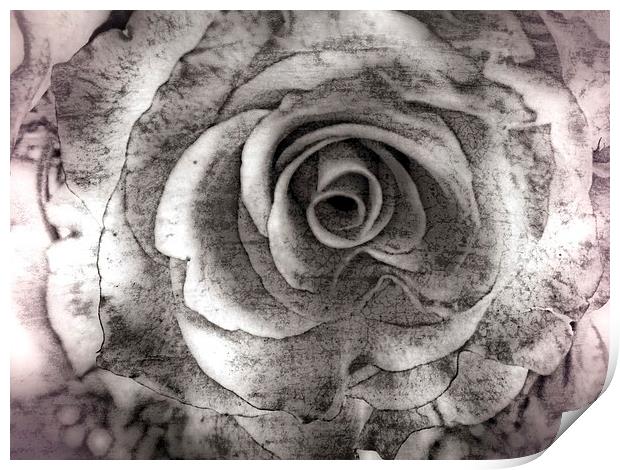 Petals Print by chrissy woodhouse