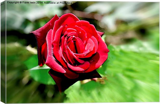 An artwork of a Red Hybrid Tea Rose Canvas Print by Frank Irwin