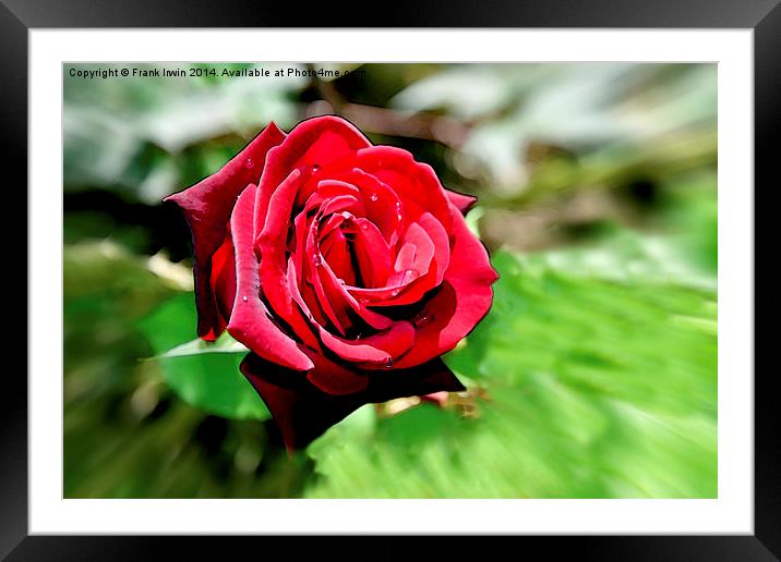 An artwork of a Red Hybrid Tea Rose Framed Mounted Print by Frank Irwin