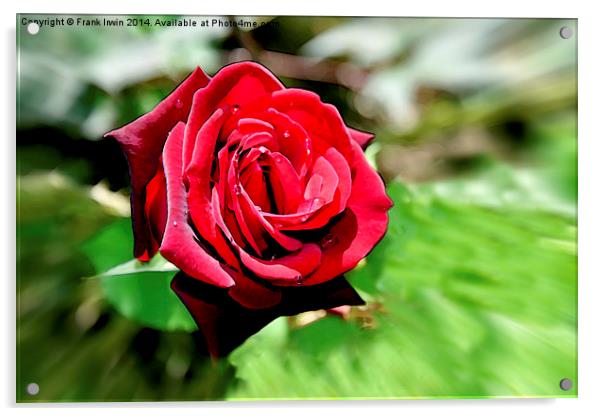 An artwork of a Red Hybrid Tea Rose Acrylic by Frank Irwin