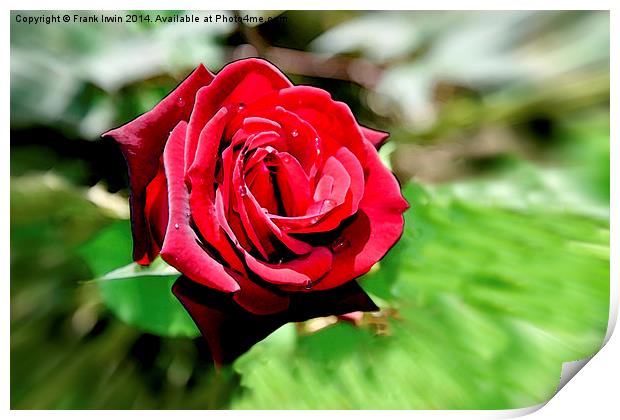 An artwork of a Red Hybrid Tea Rose Print by Frank Irwin