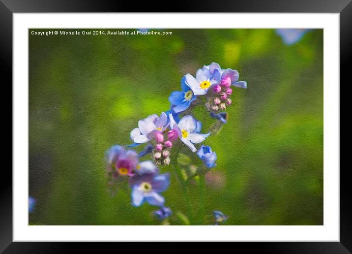 Forget me not Framed Mounted Print by Michelle Orai