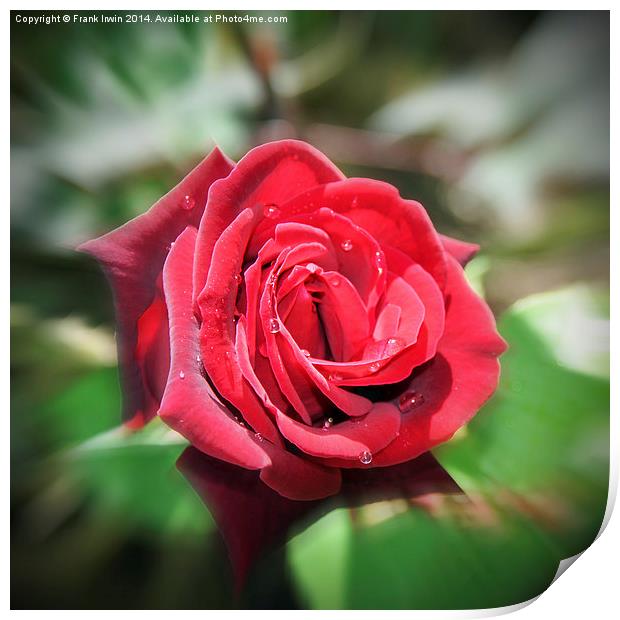 An artwork of a Red Hybrid Tea Rose Print by Frank Irwin