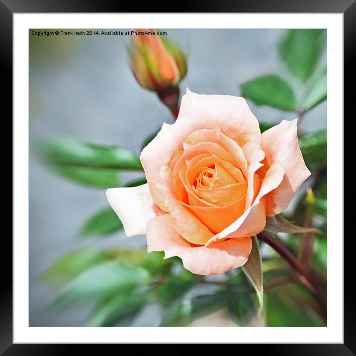 Artwork of Yellow Hybrid Tea roses Framed Mounted Print by Frank Irwin