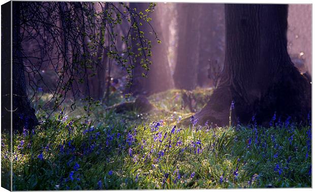 Bluebell glade Canvas Print by Dawn Cox