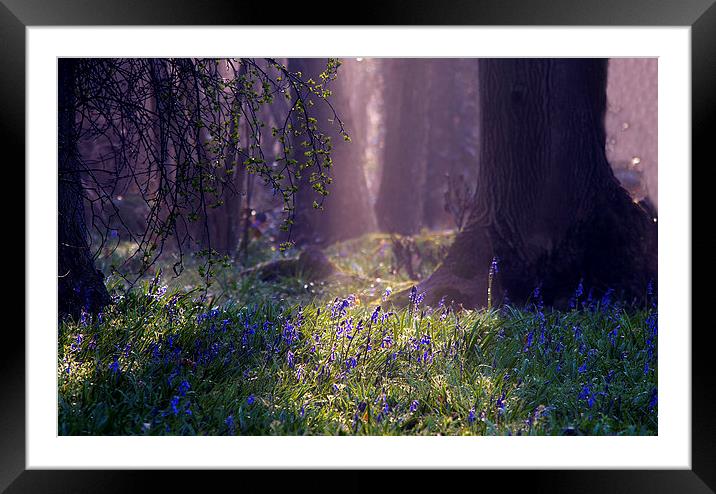 Bluebell glade Framed Mounted Print by Dawn Cox