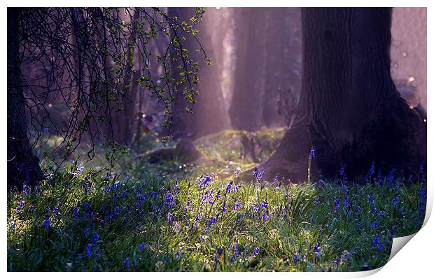 Bluebell glade Print by Dawn Cox