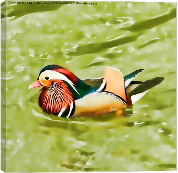 Mandarin duck Canvas Print by Sharon Lisa Clarke