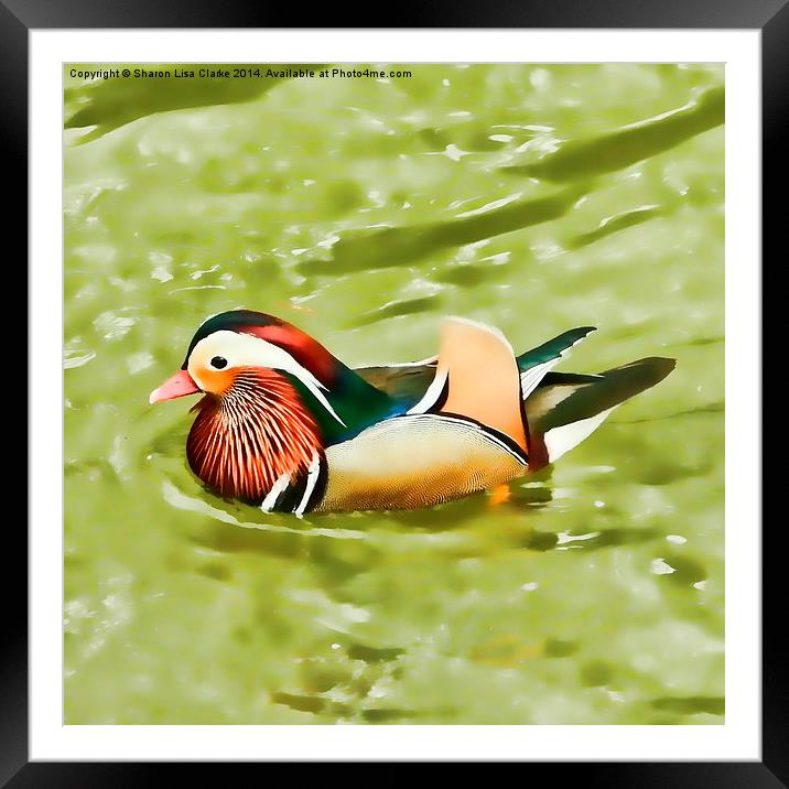 Mandarin duck Framed Mounted Print by Sharon Lisa Clarke
