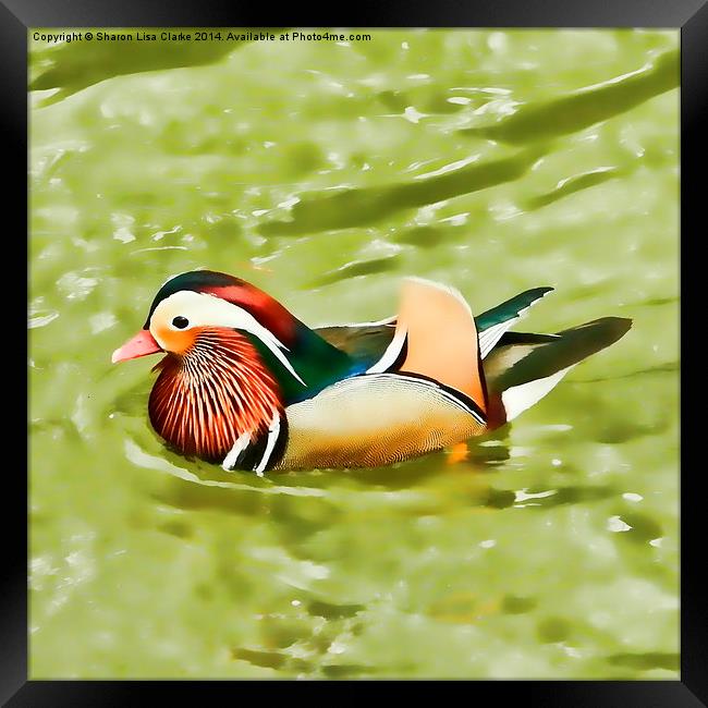 Mandarin duck Framed Print by Sharon Lisa Clarke