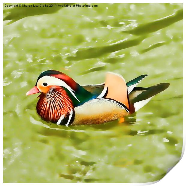 Mandarin duck Print by Sharon Lisa Clarke