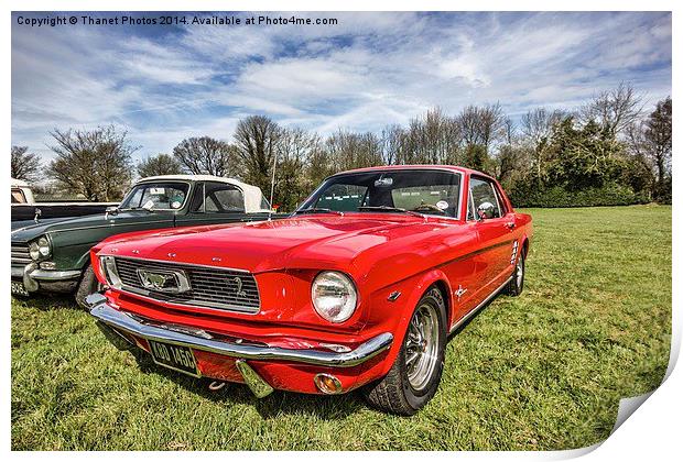 Shelby Mustang Print by Thanet Photos