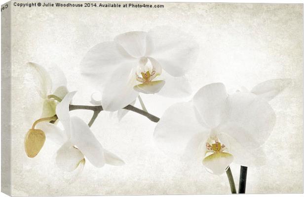 White orchid Canvas Print by Julie Woodhouse