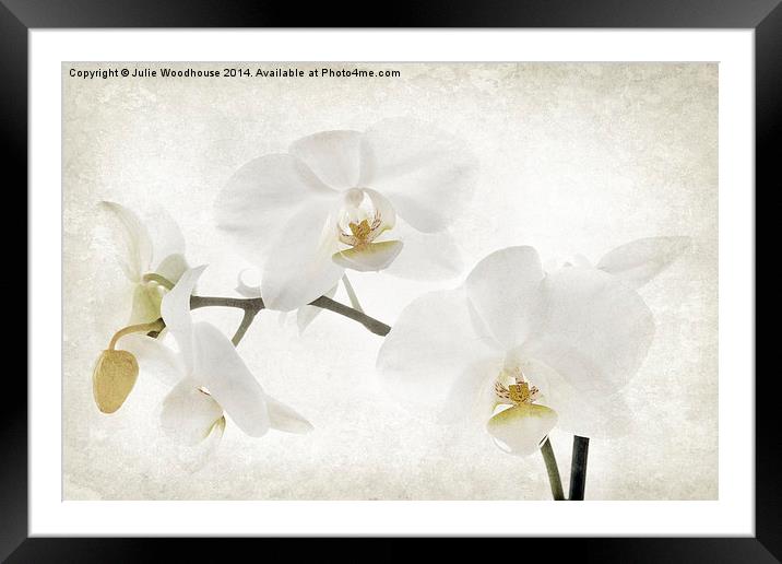 White orchid Framed Mounted Print by Julie Woodhouse