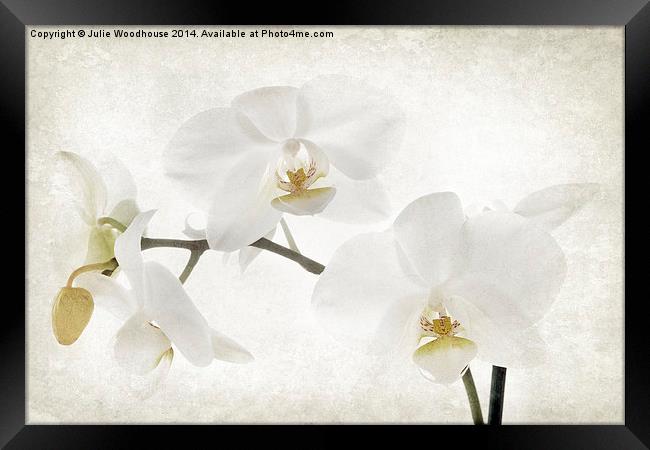 White orchid Framed Print by Julie Woodhouse