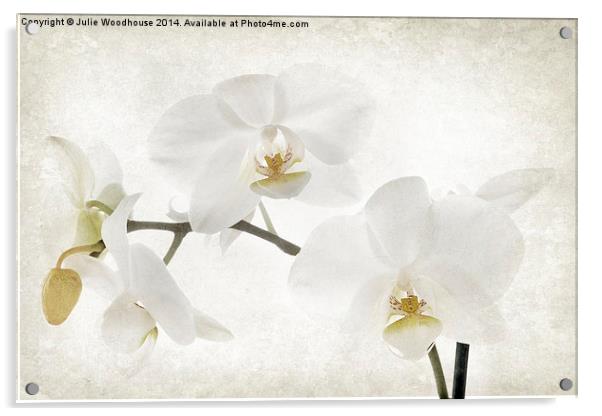 White orchid Acrylic by Julie Woodhouse