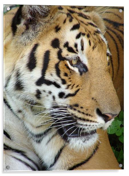 Tiger - a closeup view Acrylic by Ankit Mahindroo