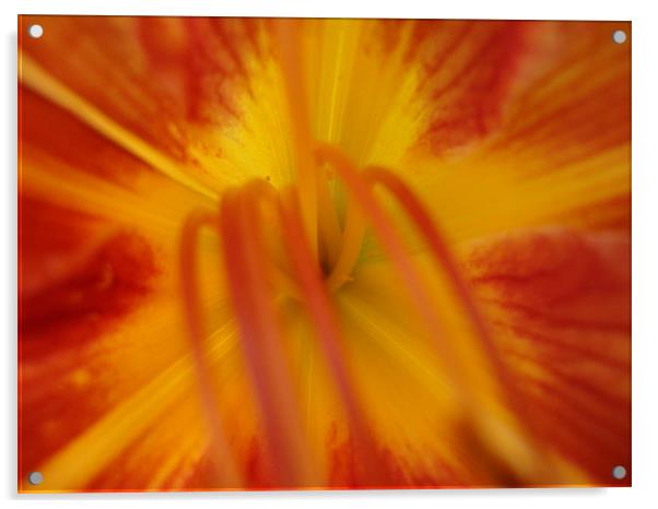 Coeur Iris Acrylic by mazet aurelia
