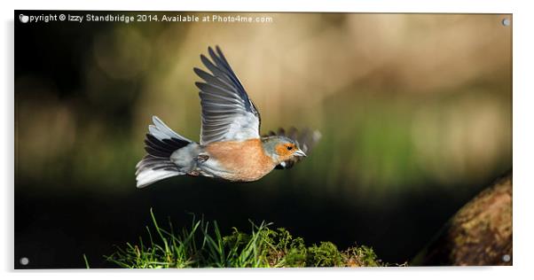 Chaffinch flying horizontally across Acrylic by Izzy Standbridge