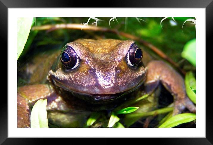 common frog Framed Mounted Print by sean clifford