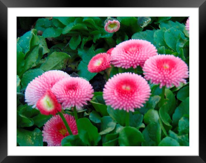 Raspberry Delight! Framed Mounted Print by Eleanor McCabe