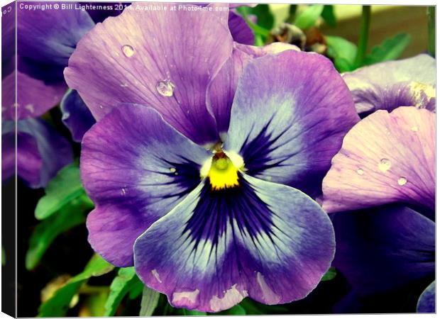The Pansy Flower up close Canvas Print by Bill Lighterness