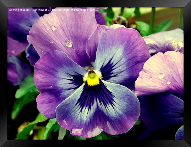 The Pansy Flower up close Framed Print by Bill Lighterness