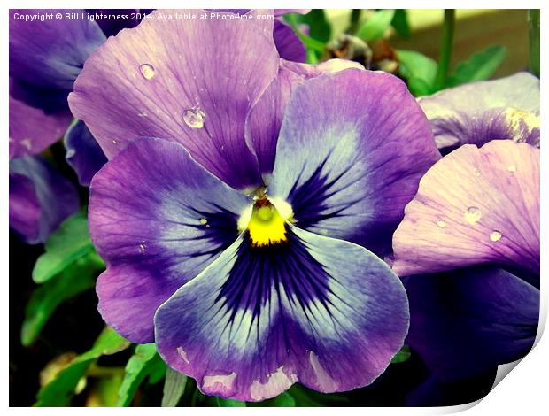 The Pansy Flower up close Print by Bill Lighterness
