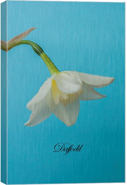 Daffodil On Blue Canvas Print by Steve Purnell