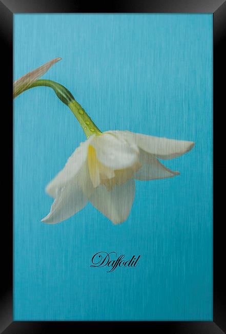 Daffodil On Blue Framed Print by Steve Purnell