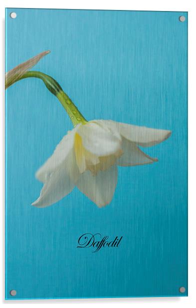Daffodil On Blue Acrylic by Steve Purnell
