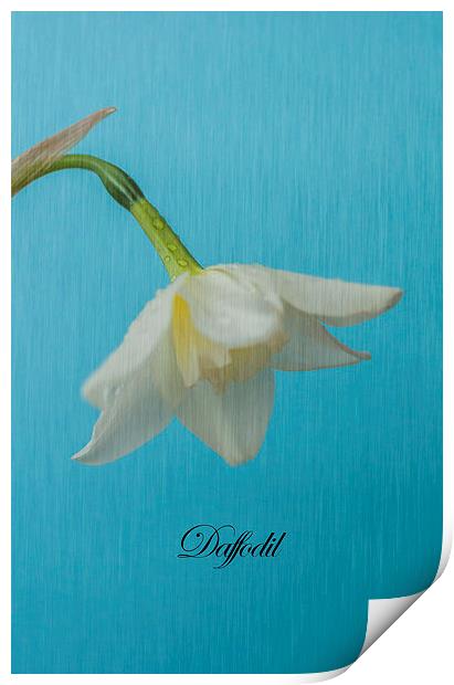 Daffodil On Blue Print by Steve Purnell