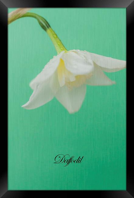 Daffodil On Green Framed Print by Steve Purnell