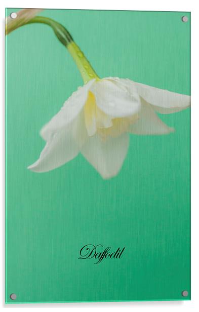Daffodil On Green Acrylic by Steve Purnell
