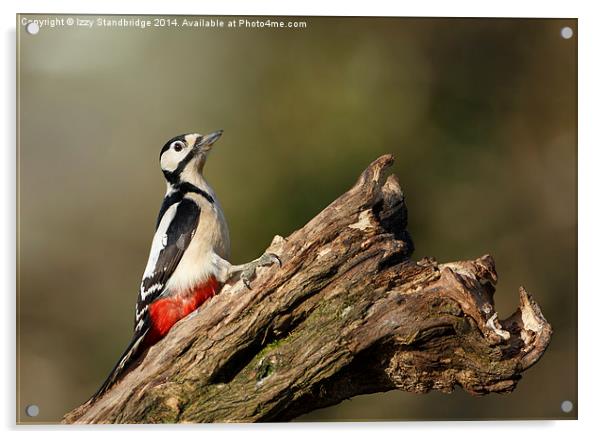 Great Spotted Woodpecker Acrylic by Izzy Standbridge