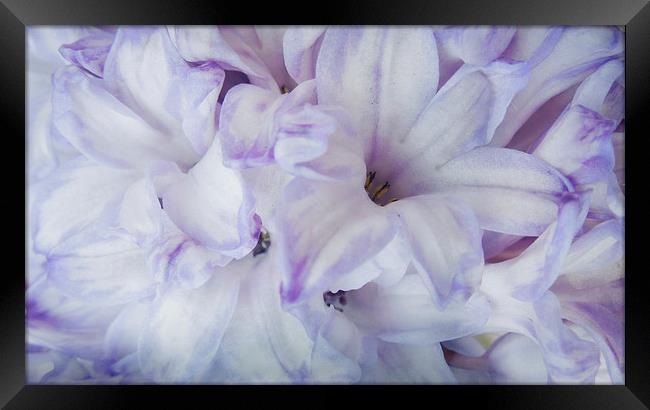 violet and blue Framed Print by Heather Newton