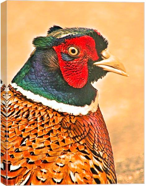 Colourful Cock Pheasant Canvas Print by James Hogarth